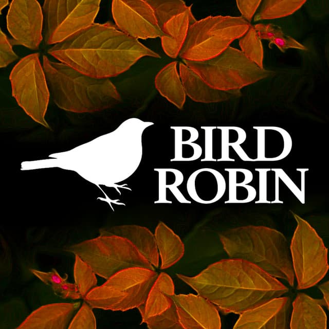 Bird Robin