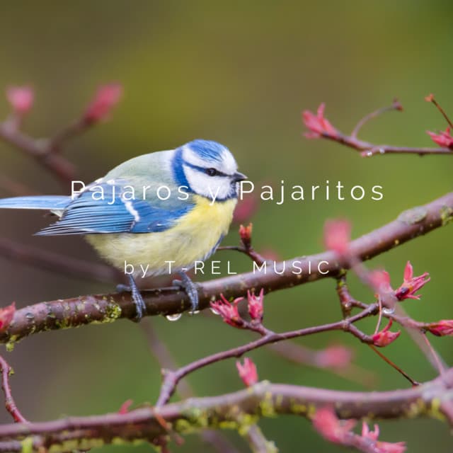 Pájaros y Pajaritos