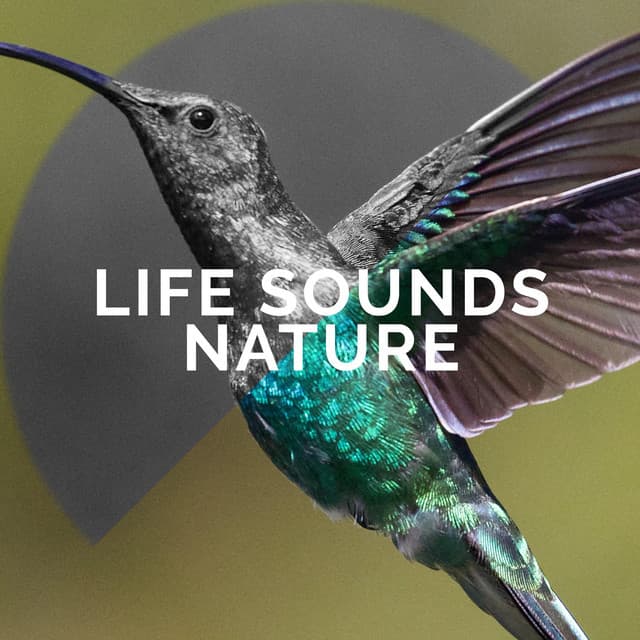 Life Sounds Nature