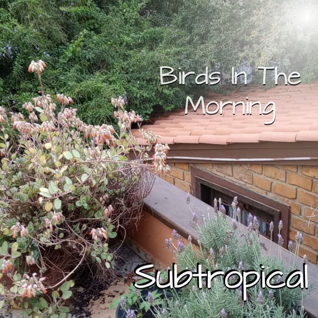 Birds In The Morning