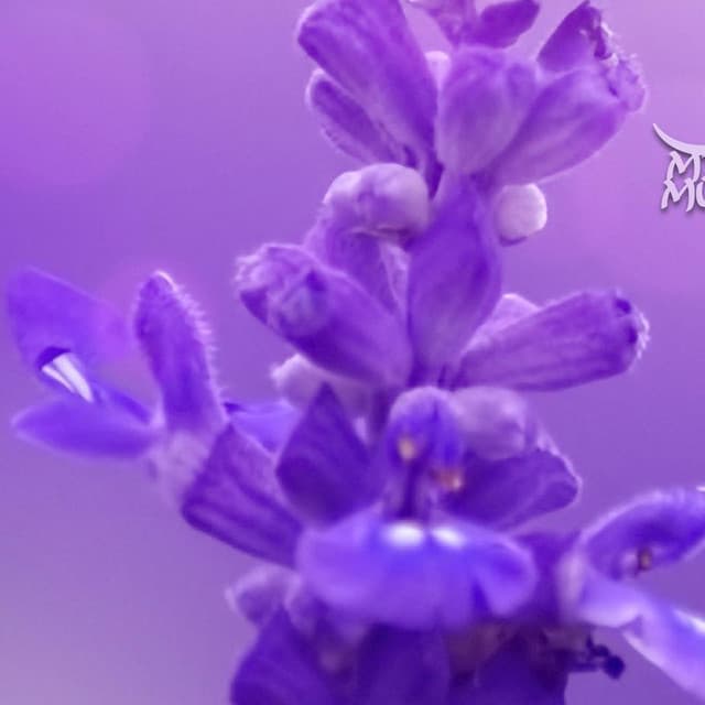 Meditation Music Zone