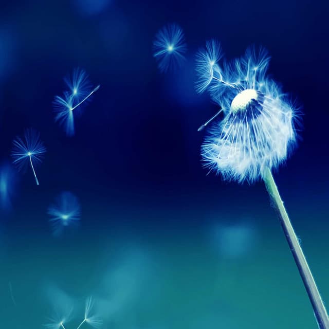 Spa Music & Sounds For Meditation