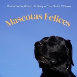 Mascotas Felices: Calmante De Música De Bosque Para Gatos Y Perros - Sonidos Del Bosque