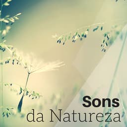 Sons da Natureza - Paz de Espirito, Serenidade Interior e Equilíbrio para Meditação Asiática - Meditação Clube