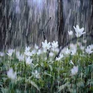 Gentle Rain Showers and Angry Thunderstorms - Meditation Relaxation Club