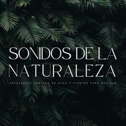 Sonidos De La Naturaleza: Relajantes Sonidos De Aves y Vientos Para Meditar - Mantra para Meditar