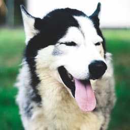 Fashionable Bgm for Calming Your Dog - Relaxing Dog Music Society