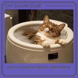 Help Cats with Anxiety and Stress - Cat Salon Club