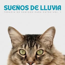 Sueños De Lluvia: Terapia De Sonidos Para Gatos Vol. 1 - Lluvia Mozart