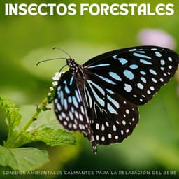 Insectos Forestales: Sonidos Ambientales Calmantes Para La Relajación Del Bebé - Sonidos de la naturaleza Ambi