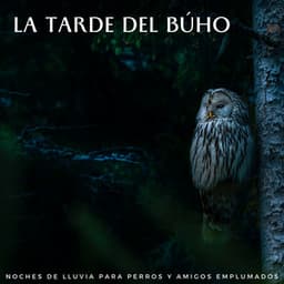 La Tarde Del Búho: Noches De Lluvia Para Perros Y Amigos Emplumados - Lluvia y frío