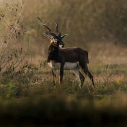 365 Earth: Echoes of the Horizons - Nature Sound Collection