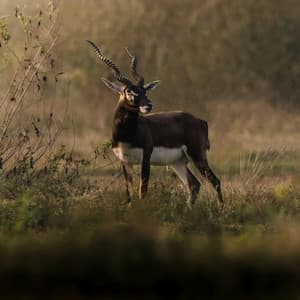 365 Earth: Echoes of the Horizons - Nature Sound Collection