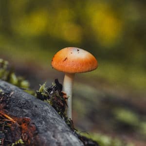 12th Hour: Zen Static Flow - White Noise