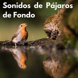 Sonidos de Pájaros de Fondo - Sonidos De La Selva