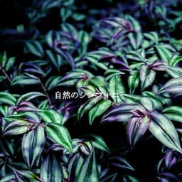 自然のシンフォニー - Smooth Jazz Sounds