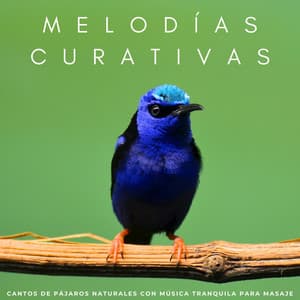 Melodías Curativas: Cantos De Pájaros Naturales Con Música Tranquila Para Masaje - Pájaros Escandinavos