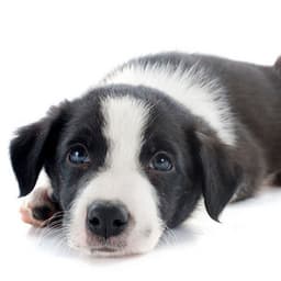 Barking Bliss: Relaxed Dog Ambient Soundscape - Happy Sunday Morning Music