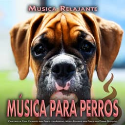 Música para Perros: Canciones de Cuna Calmantes para Perros con Ansiedad, Música Relajante para Perros para Dormir Profundo - Musica Relajante