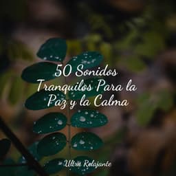50 Sonidos Tranquilos Para la Paz y la Calma - Meditación Guiada