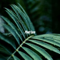 Plant Care - Jazz Rilassante
