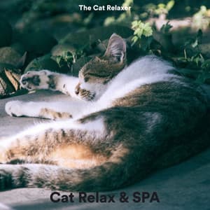 Cat Relax & Spa - The Cat Relaxer