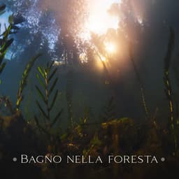 Bagno nella foresta: Natura meditativa, Musica per sognare ad occhi aperti e ricordare i ricordi - Santuario dei suoni della natura