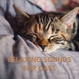 Relaxing Sounds for Cats - The Cat Relaxer