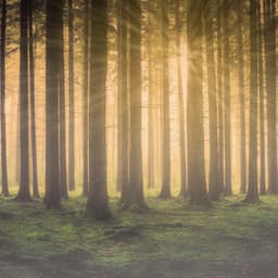 Wandering in the Mist - Woodland Friends