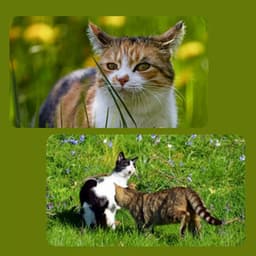 Wicked Ambiance for Nocturnal Cats - Cat Music Studio