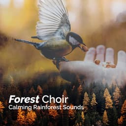 Forest Choir - Calming Rainforest Sounds