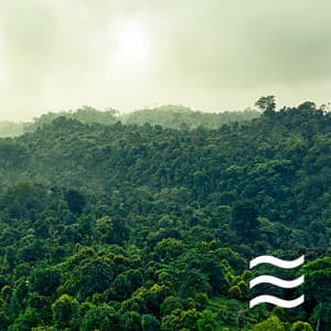 Ruidos suaves y suaves del cenador ASMR - Mejores Sonidos ASMR