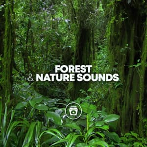 Forest & Nature Sounds - Nature Therapy