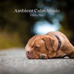 Ambient Calm Music: chillin' Pets - Sleepy Cats