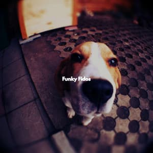 Funky Fidos - Jazz & Study Playlist