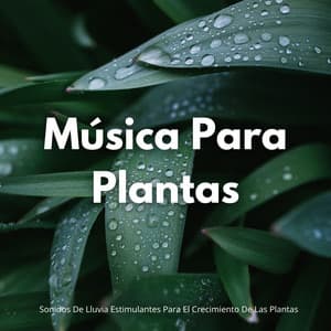 Música Para Plantas: Sonidos De Lluvia Estimulantes Para El Crecimiento De Las Plantas - Ecos Débiles