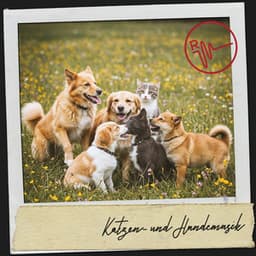 Katzen- und Hundemusik: Ruhige Traumlandschaft - Relajacion