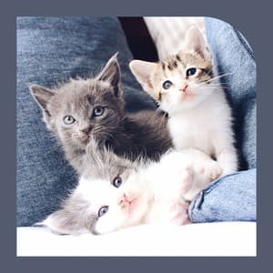 Backdrop for Classic with Cats - Musica para Gatos