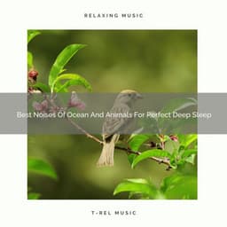 Best Noises Of Ocean And Animals For Perfect Deep Sleep - The Noise Project