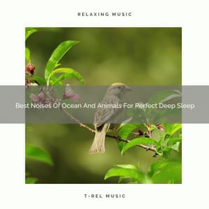 Best Noises Of Ocean And Animals For Perfect Deep Sleep - The Noise Project