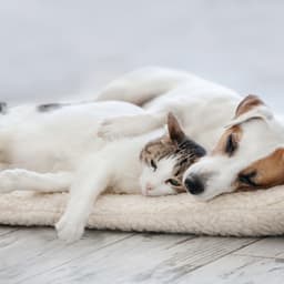 Dreamtime Harmonies for Peaceful Pets - Pilates Studio