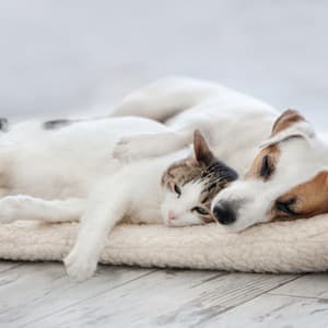 Dreamtime Harmonies for Peaceful Pets - Pilates Studio