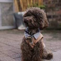 Music for Midsummer Pups - Good Dog Music