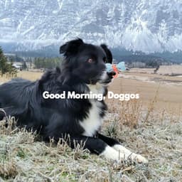 Good Morning, Doggos - Calm Dog Music