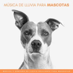 Música De Lluvia Para Mascotas: Música y Sonidos De Lluvia Relajante Para Mascotas - Las Vientas