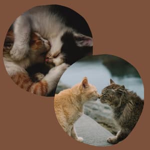 Smooth Jazz Guitar - Background Music for Morning Cat Food - Musica para Gatos