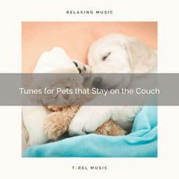 4 Pets that Stay on the Couch - Dog Music Zone