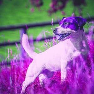 Cool Background for Jazzy Dogs - Relaxation Music For Dogs