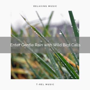 1 Enter Gentle Rain with Wild Bird Calls - Deep Rain Sampling