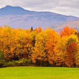 Tranquil Nature's Palette: Harmonic Melodies in Every Hue - Nature Vibrations